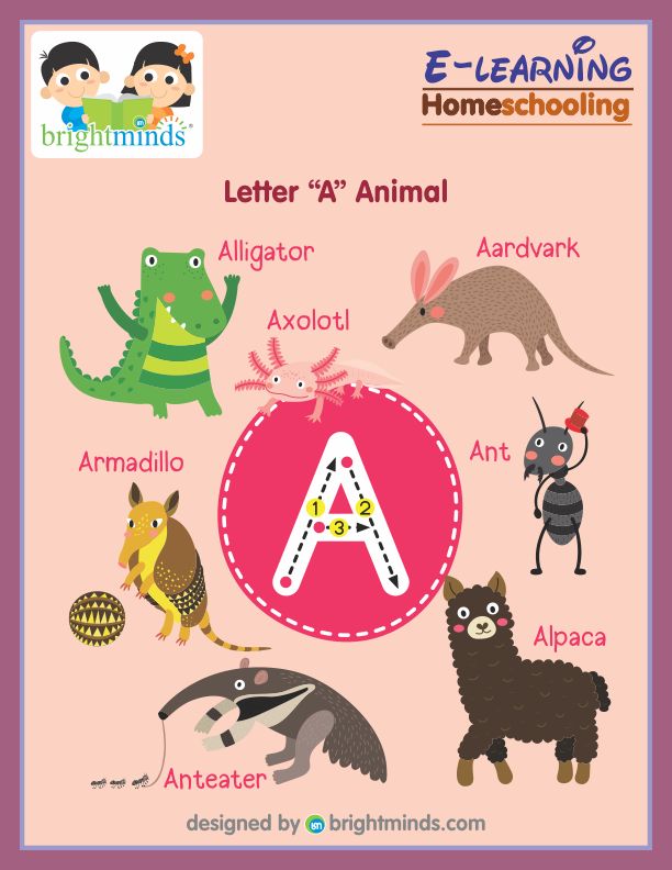 Letter A Animal