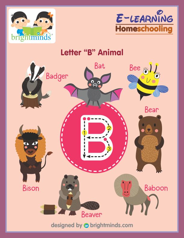 Letter B Animal