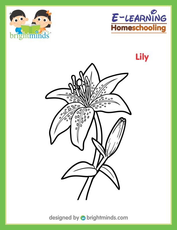Lily Coloring Sheet