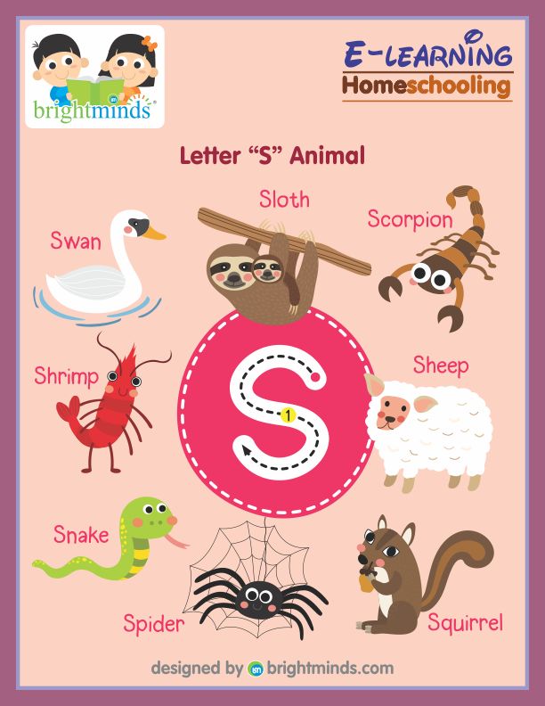 Letter S Animal