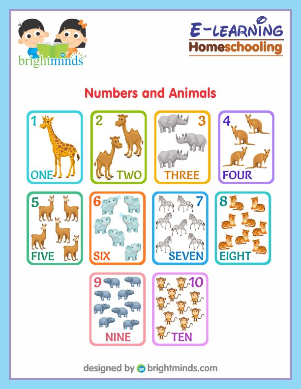 Numbers and Animals
