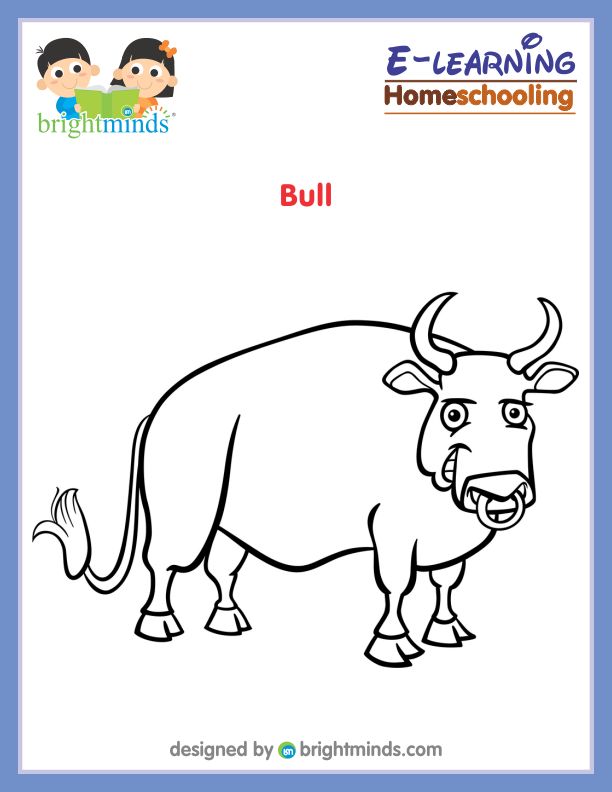 Bull Coloring Sheet