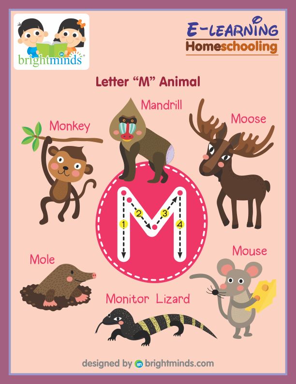 Letter M Animal