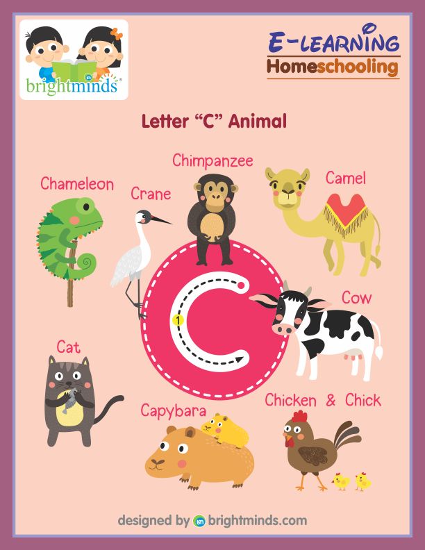 Letter C Animal