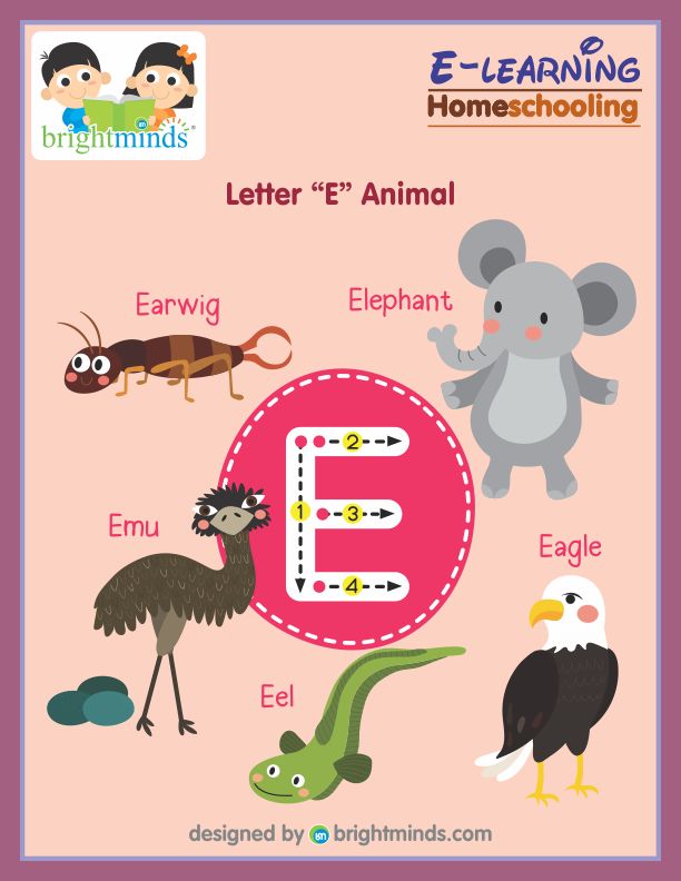 Letter E Animal : Bright Minds eLearning Platform