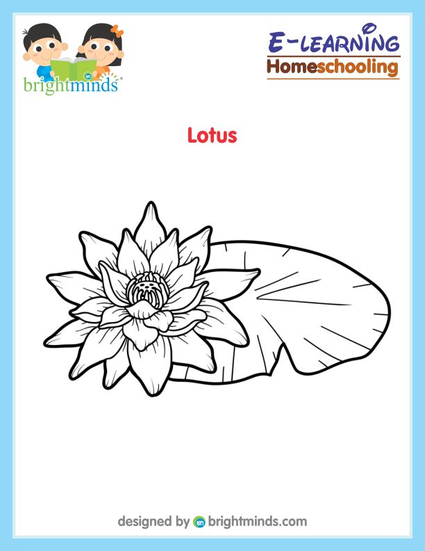 Lotus Coloring Sheet